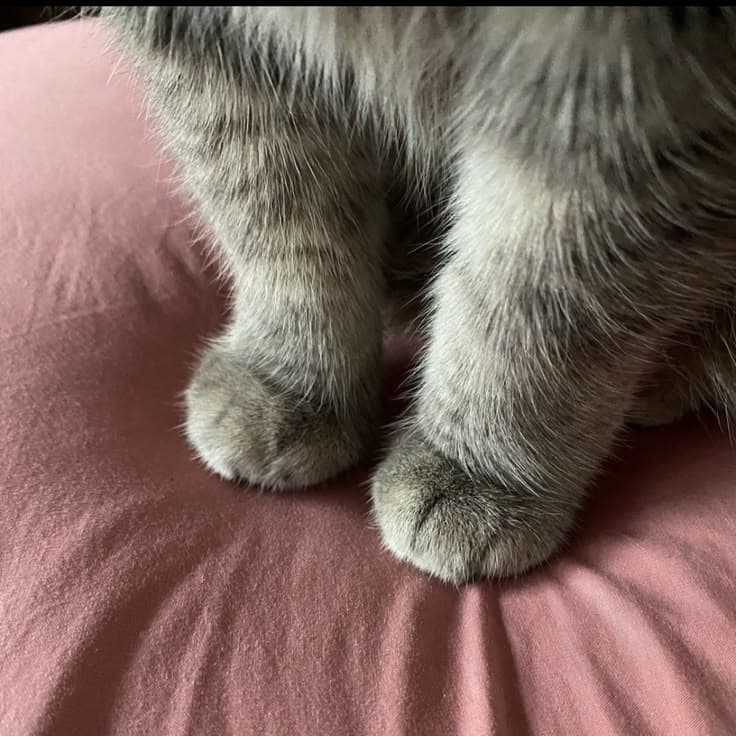 si manis